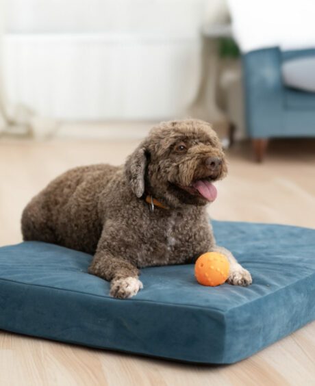 Loolka Anti-Pressure Pet Bed