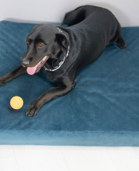 Loolka Orthoair Pet Bed